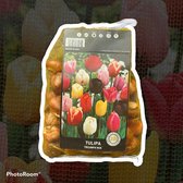 50 x Tulpen Mix | Gardenlovers