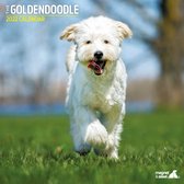 Goldendoodle - Kalender 2022