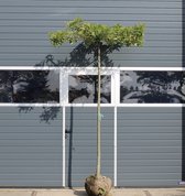 Dak Moeraseik | Quercus Palustris | Stamhoogte: 240 cm
