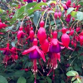 Fuchsia 'Mrs Popple' - Bellenplant - Pot 17 cm (2 liter)