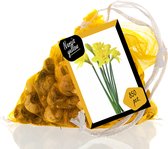 Narcis Yellow Sailboat per 85