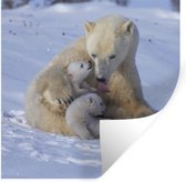 Stickers muraux - Ours Polaire - Neige - Wit - 100x100 cm - Film Adhésif XXL