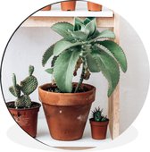 WallCircle - Wandcirkel - Muurcirkel - Cactussen op plank - Aluminium - Dibond - ⌀ 30 cm - Binnen en Buiten