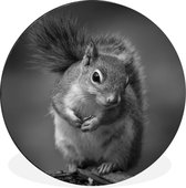 WallCircle - Wandcirkel - Muurcirkel - Nieuwsgierige eekhoorn in zwart-wit - Aluminium - Dibond - ⌀ 90 cm - Binnen en Buiten