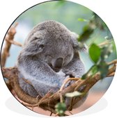 WallCircle - Wandcirkel - Muurcirkel - Koala - Takken - Slapen - Kinderen - Jongens - Meiden - Aluminium - Dibond - ⌀ 60 cm - Binnen en Buiten