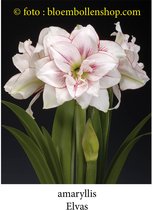 Amaryllis Elvas 1 bol maat 28/+ - huiskamer bloei