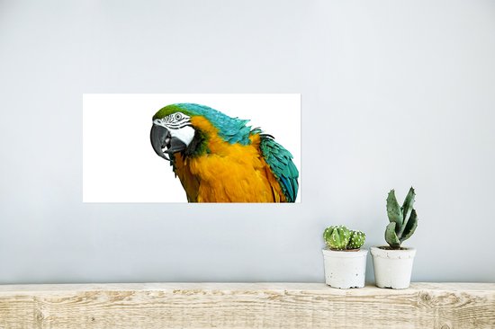 Affiche Perroquet - Vogel - Ressorts - Portrait - 40x20 cm