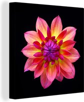 Un gros plan de la fleur de dahlia multicolore sur une toile de fond noir 50x50 cm - Tirage photo sur toile (Décoration murale salon / chambre) / Peintures Fleurs sur toile