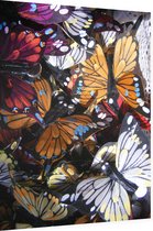 Palette van Kleurrijke Vlinders - Foto op Dibond - 60 x 80 cm