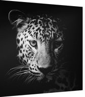 Luipaard op zwarte achtergrond - Foto op Dibond - 60 x 60 cm