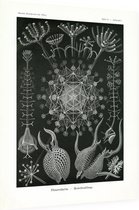 Aulographis - Phaeodaria (Kunstformen der Natur), Ernst Haeckel - Foto op Dibond - 60 x 80 cm