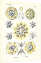 Collosphaera - Polycyttaria (Kunstformen der Natur), Ernst Haeckel - Foto op Dibond - 30 x 40 cm