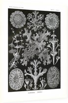 Cladonia - Lichenes (Kunstformen der Natur), Ernst Haeckel - Foto op Dibond - 60 x 80 cm