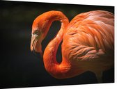 Flamingo op zwarte achtergrond - Foto op Dibond - 60 x 40 cm