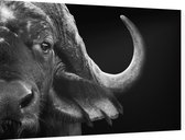 Buffalo zwart wit - Foto op Dibond - 90 x 60 cm
