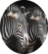 Zebra koppel op zwarte achtergrond - Foto op Dibond - ⌀ 60 cm