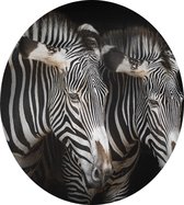 Zebra koppel op zwarte achtergrond - Foto op Dibond - ⌀ 40 cm