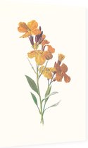Muurbloempje (Wallflower) - Foto op Dibond - 60 x 90 cm