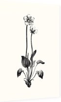 Parnassia zwart-wit (Grass of Parnassus) - Foto op Dibond - 60 x 90 cm