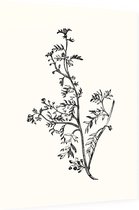Kleine Varkenskers zwart-wit (Lesser Wart Cress) - Foto op Dibond - 30 x 40 cm
