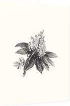 Paardenkastanje zwart-wit (Horse Chestnut Flower) - Foto op Dibond - 30 x 40 cm