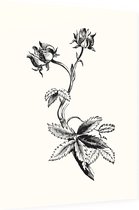Wateraardbei zwart-wit (Marsh Clinquefoil) - Foto op Dibond - 60 x 80 cm