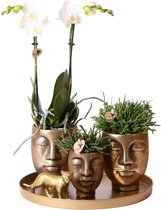 Compagnie des colibris | Coffret Plantes Complet Face-2 faces or | Ensemble de plantes vertes avec orchidée Phalaenopsis blanche et Rhipsalis avec pots décoratifs en céramique et accessoires