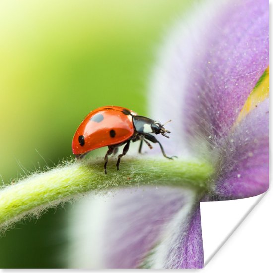 Affiche Coccinelle sur une fleur 100x100 cm XXL bol