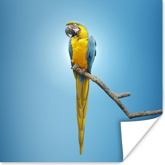 Gekleurde papegaai houdt de mensen in de gaten poster papier 50x50 cm - Foto print op Poster (wanddecoratie woonkamer / slaapkamer) / Kleuraccenten Poster