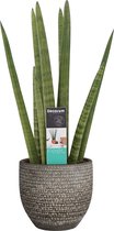 Kamerplant van Botanicly – Vrouwentongen in veelkleurig Keramisch pot 'MICA' als set – Hoogte: 70 cm – Sansevieria Cylindrica