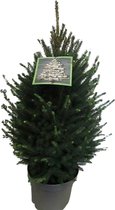 Kerstboom Picea glauca Super Green ↨ 120cm - hoge kwaliteit planten