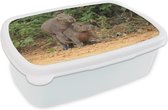 Broodtrommel Wit - Lunchbox - Brooddoos - Twee Capibara jongen spelen met elkaar - 18x12x6 cm - Volwassenen
