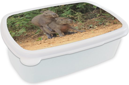 Boîte à pain Wit - Boîte à lunch - Boîte à pain - Deux garçons Capybara jouent ensemble - 18x12x6 cm - Adultes - Cadeau Sinterklaas - Distribution de cadeaux pour enfants - Cadeaux chaussures Sinterklaas