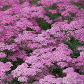 Achillea millefolium 'Lilac Beauty' - Duizendblad - Planthoogte: 10 cm - Pot Ø 17 cm (2 liter)