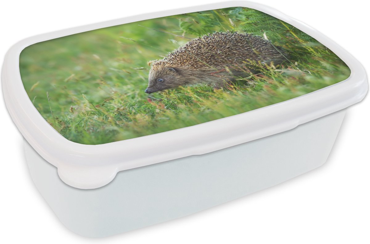 Broodtrommel Wit - Lunchbox - Brooddoos - Egel staat in grasveld - 18x12x6 cm - Volwassenen