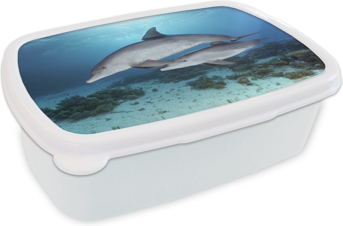 Broodtrommel Wit - Lunchbox - Brooddoos - Dolfijn - Kalf - Zee - 18x12x6 cm - Volwassenen