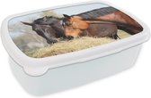 Broodtrommel Wit - Lunchbox Paarden - Hooi - Dieren - Brooddoos 18x12x6 cm - Brood lunch box - Broodtrommels voor kinderen en volwassenen