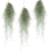 Plant in a Box - Set van 3 Tillandsia Usneoides 'Baard tillandsias' - Luchtplantjes - Kamerplanten - Decoratie - Hoogte 25-50cm