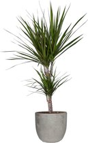 FloraExpert - Dracaena - 65 Cm - Ø 18