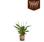 Spathiphyllum in mand Amber | Kamerplant | Lepelplant | Luchtzuiverend | zeegras mand grijs |