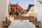 Behang - Fotobehang Egypte - Woestijn - Kameel - Breedte 350 cm x hoogte 350 cm