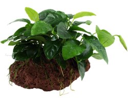 Moerings - Lavasteentje met anubias