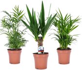 Plant in a Box - Mix van 3 mini palmboompjes - Pot ⌀12cm - Hoogte ↕ 25-40cm - Kamerplanten - Kamerpalm - Palmboom - Yucca - Areca - Chamaedorea