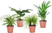 Diervriendelijke Kamerplanten – Set van 4 – 20 tot 35 cm Hoog Bij Levering
