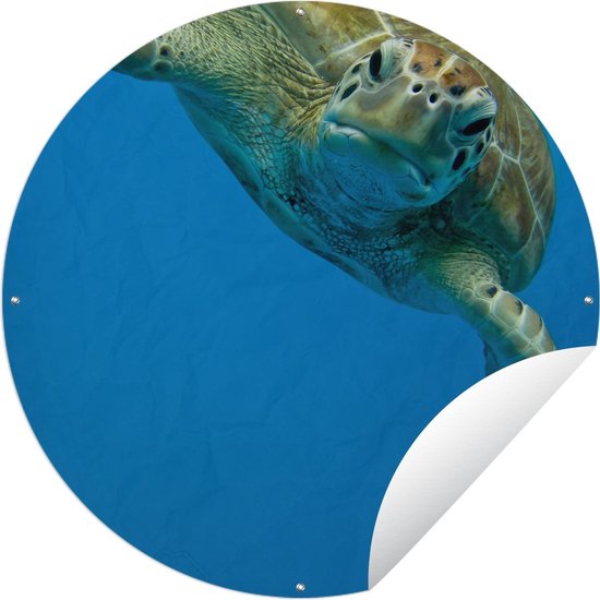 Affiche de jardin Tortue ronde - Impression photo contact visuel avec tortue Affiche de jardin - Affiche de jardin ronde 60x60 cm - Toile de jardin / Toile d'extérieur / Peintures pour l'extérieur (décoration de jardin)