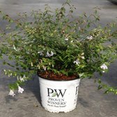 1 x Abelia 'Pinky Bells'® - Abelia - Proven Winners® - 25-30 cm C3