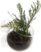 Aquariumornament - plant cup uit glas - transparant - Afmetingen: 9 x 6 x 6 cm