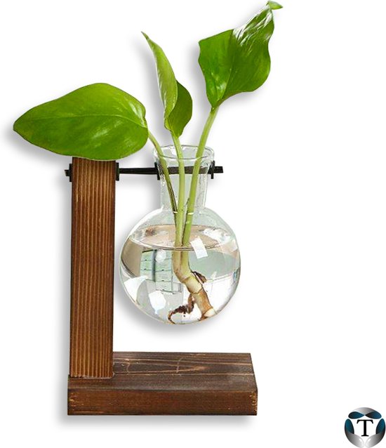Nadeel meesterwerk Benadering Terrarium| Hydroponie | Plant | Stekjes | Bloemen | Waterplanten | Hout |  Glas |... | bol.com