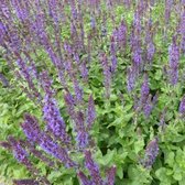 6x Salvia nemorosa ‘Blaukönigin’ - Bossalie - Pot 9x9 cm