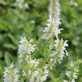 6x Salvia nemorosa ‘Schneehügel’ - Salie - Pot 9x9 cm